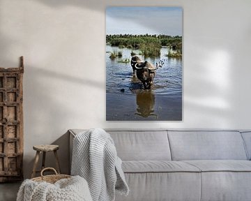 Authentic Vietnam: buffalo and rice fields by Frank Photos