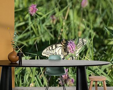 Schmetterlingskönigin nascht an Rotklee