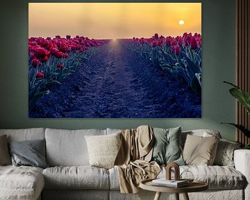 red tulip rows at sunrise by peterheinspictures