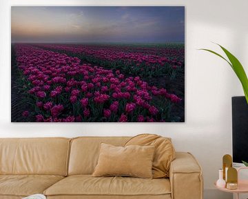red peony tulips in archipelago by peterheinspictures