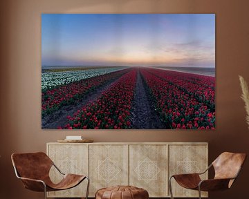 red tulip rows in earth forest by peterheinspictures