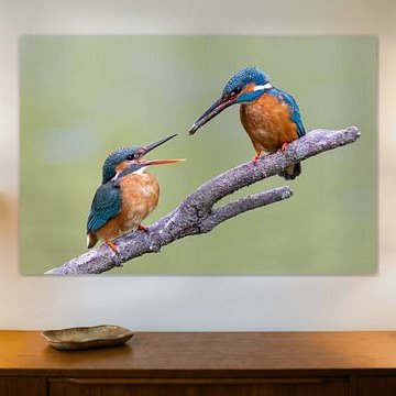 Fischtransfer zwischen Eisvögeln