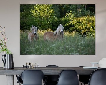 Paarden in de wei van NatureBliss