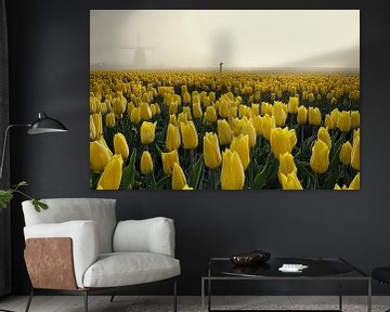 Gele tulpen in de mist bij de obdammer molen van peterheinspictures