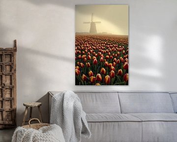 tulips at the obdam mill by peterheinspictures