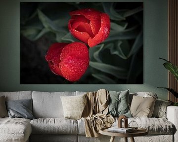 Red tulip with drops by peterheinspictures