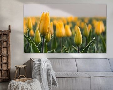 Knospende gelbe Tulpen mit Tau von peterheinspictures