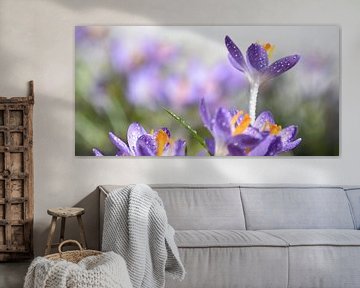 The first crocuses in the garden by Claude Laprise