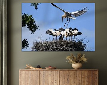 Storch