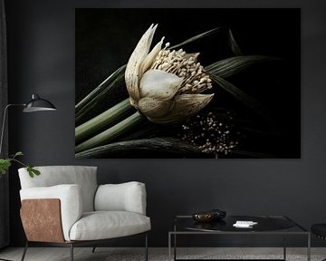 Les poireaux fleurissent