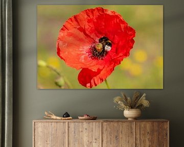 Erdhummel auf Mohnblume