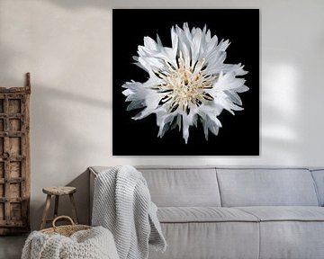 Witte korenbloem van Freya Colman