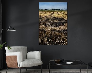 Agricultural landscape after the harvest in Vietnam by Frank Photos