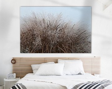 Frozen grass.