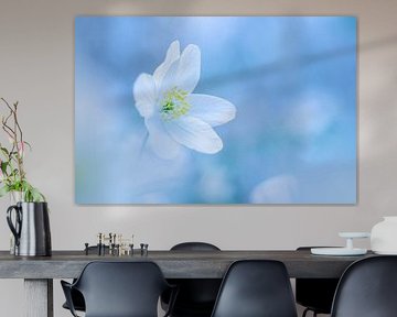 Woodland anemone by Christien van der Veen Fotografie