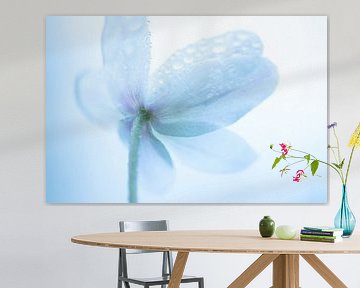 Woodland anemone by Christien van der Veen Fotografie