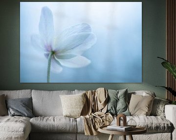 Woodland anemone by Christien van der Veen Fotografie