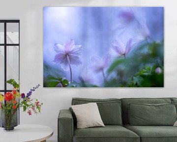 Wood anemone