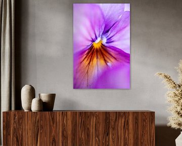 Pansy