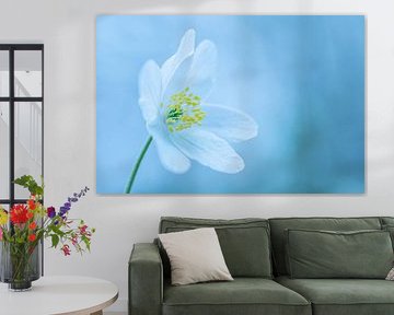 Wood anemone