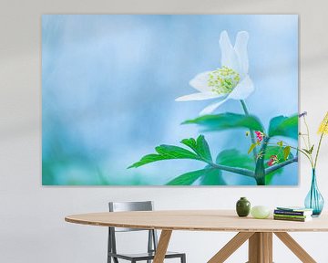 Wood anemone
