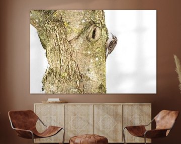 Tree creeper on snowy tree