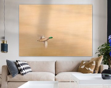 Wilde Ente im Flug von Ronald Buitendijk Fotografie