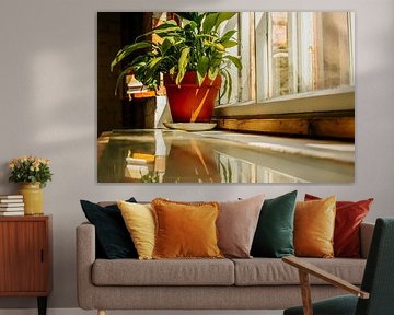 Plante d’intérieur sur rebord de fenêtre – pot en terre cuite & reflet | art mural botanique minimal sur Brave Toaster Photos