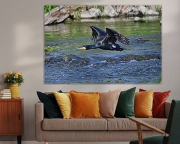 Flying cormorant