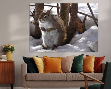A red squirrel in spring by Claude Laprise
