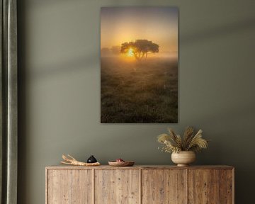 Morgenglut an einem einsamen Baum - Boerenveensche Plassen von KB Design & Photography (Karen Brouwer)