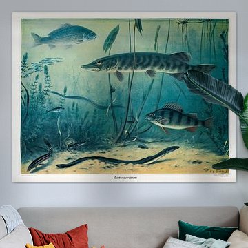 Blackboard Freshwater Fish