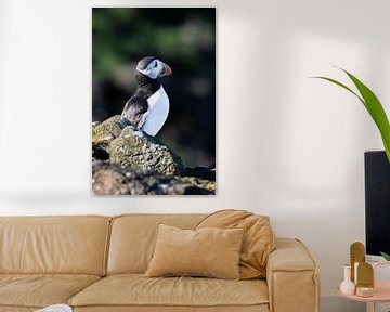 Puffin van Joy of Light Photography