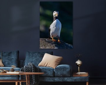 Puffin on the watch van Joy of Light Photography