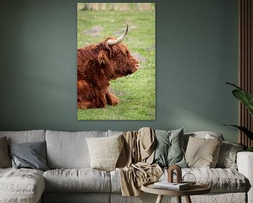 De schotse hooglander van Shot By DiVa