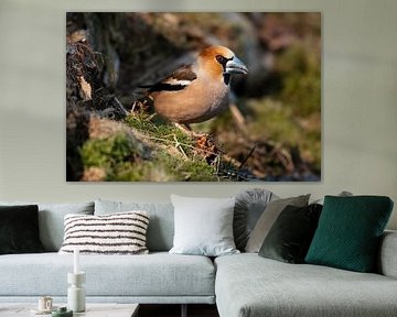 Appelvink