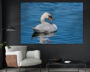Cygne tuberculé sur Merijn Loch
