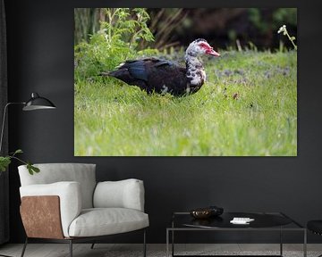 Muscovy duck
