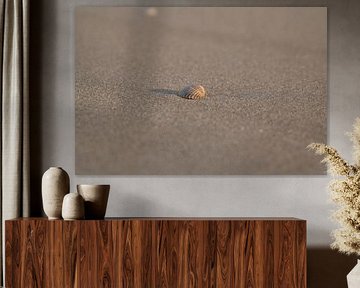 Schelp op strand