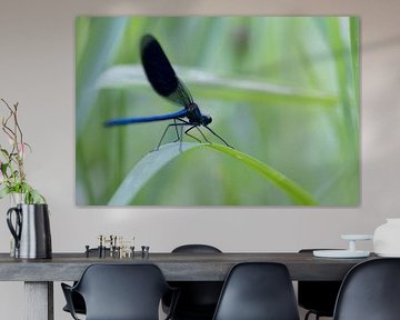 Meadow creek damselfly in the early morning by Carola van der Muren Natuurfotografie