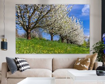 Kirschblüte in Bayern von Daniela Beyer