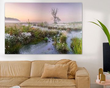 Morgenstimmung im Moor von Daniela Beyer