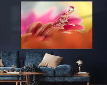 Water drops on colourful flowers. by Robby's fotografie