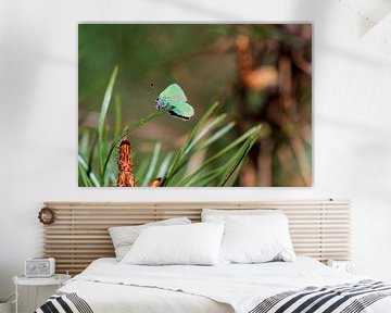 Freshman (Butterfly) by Merijn Loch