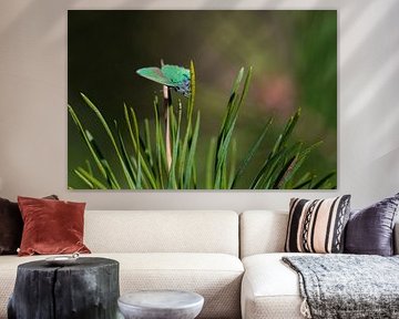 Freshman (Butterfly) by Merijn Loch