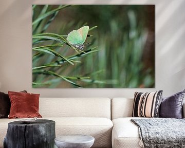 Freshman (Butterfly) by Merijn Loch