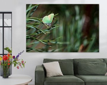 Freshman (Butterfly) by Merijn Loch