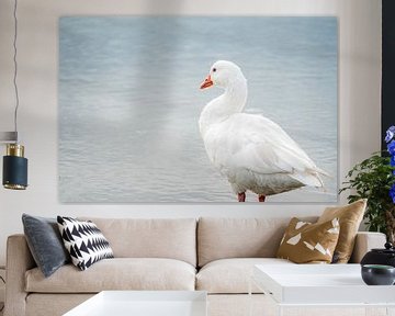 Gans Waakzaam aan de Waterkant in Koel Licht van Femke Ketelaar