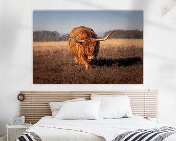 Schotse hooglander komt naar je toegelopen van KB Design & Photography (Karen Brouwer)