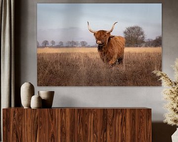 Schotse Hooglander in de winterzon – Drents landschap (Hijkerveld) van KB Design & Photography (Karen Brouwer)
